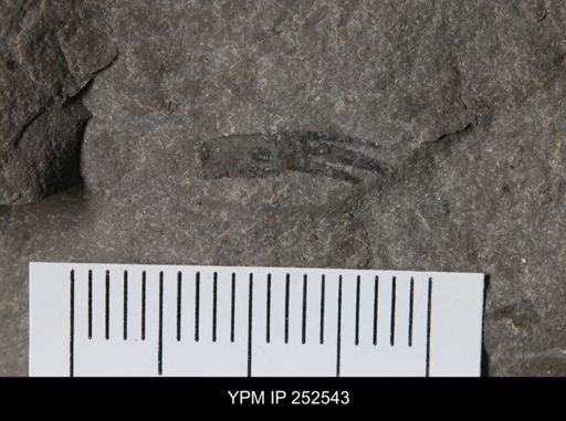 undet. Eurypterida
