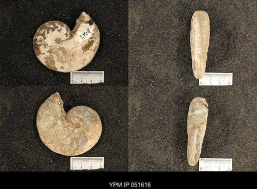 Hoploscaphites nicolletii