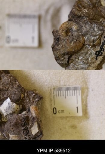 undet. Scaphitidae