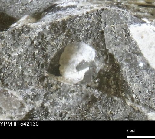 Corbulamella gregaria