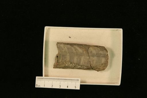 Orthoceras chicottense