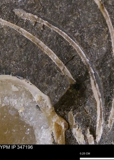 undet. Bivalvia