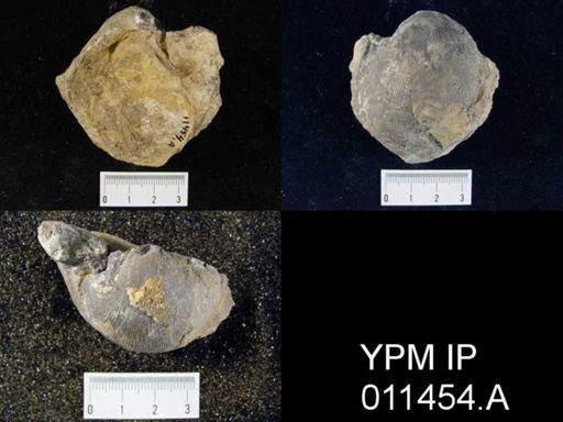 Linoproductus cora