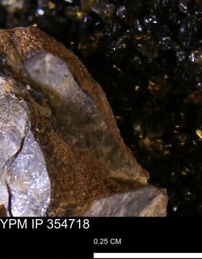 Pseudoptera subtortuosa