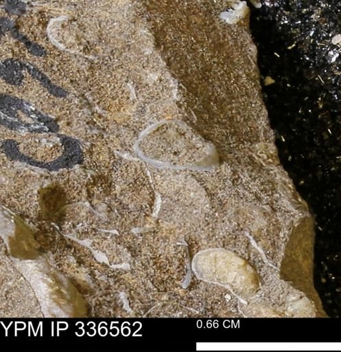 undet. Bivalvia