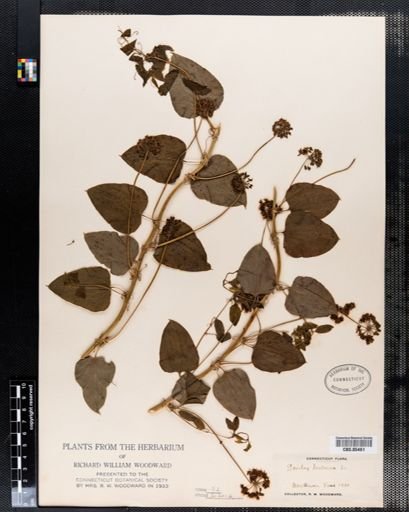 Smilax herbacea