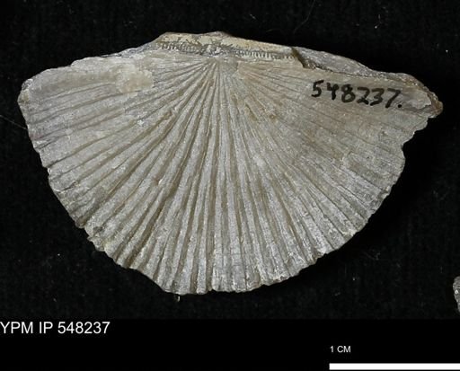 Stropheodonta sp.
