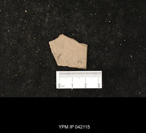 undet. Hymenoptera