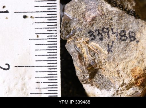 taxon undetermined