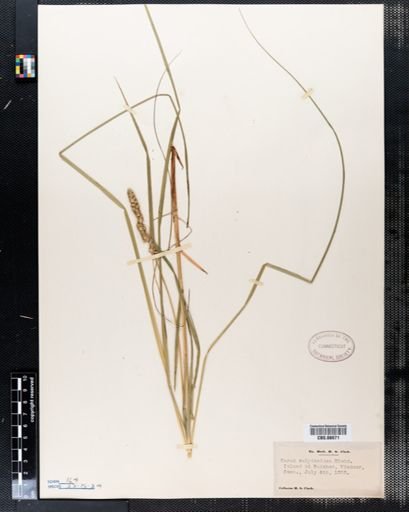 Carex