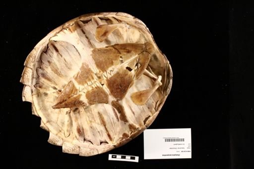 Chelydra serpentina