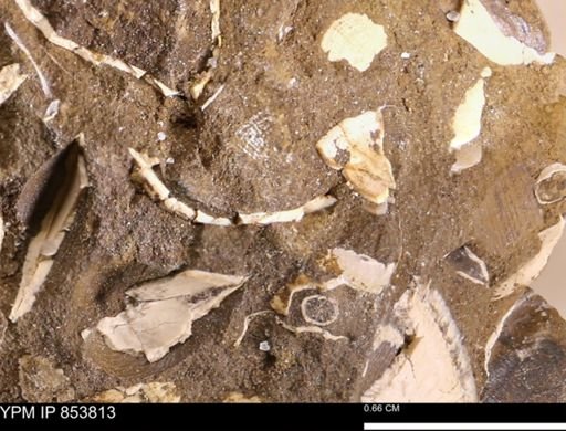 Limopsis striatopunctatus