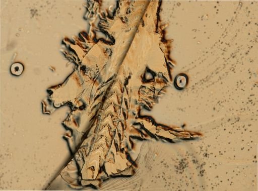 Flabellina verrucosa