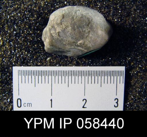 Crania sp.