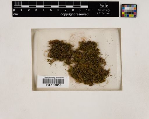 Plantae