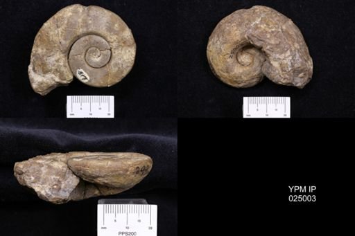 Maclurites bigsbyi