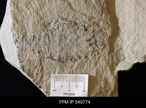 undet. Eurypterida