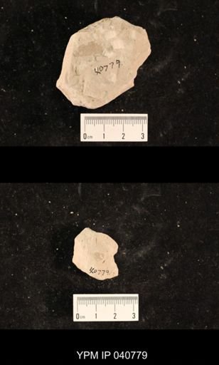 Ephemeroptera