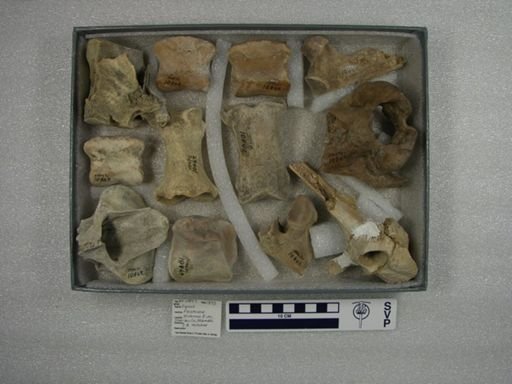 Equus sp.