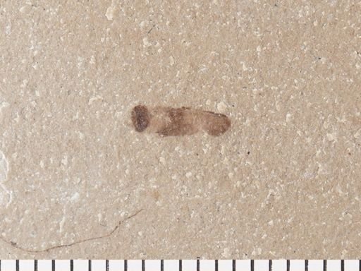 Auchenorrhyncha?
