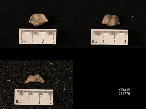 Marginifera splendens