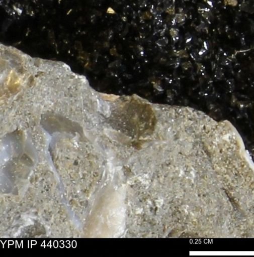 undet. Bivalvia