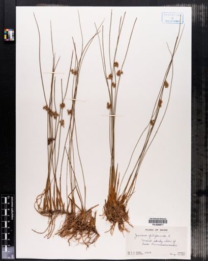 Juncus filiformis