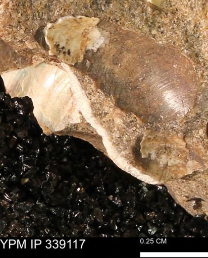 undet. Bivalvia