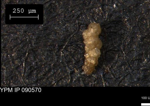 Verneuilinoides hectori