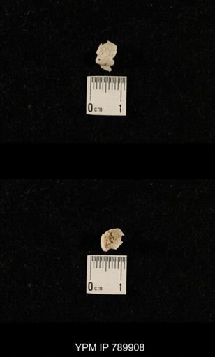 undet. Brachiopoda