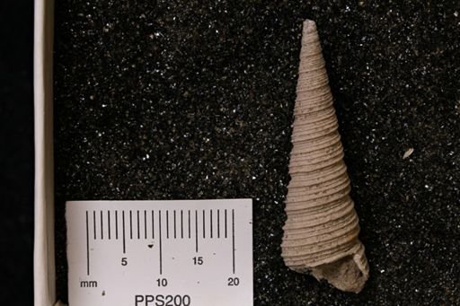 Turritella tippana