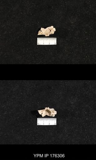 Assemblage Taxa = Brachiopods