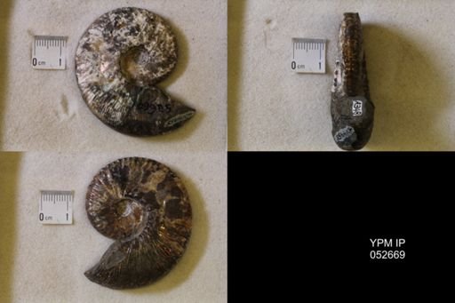 Hoploscaphites comprimus