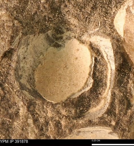 Protocardia sp.