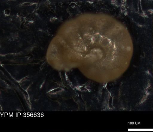 undet. Foraminiferida