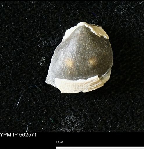 Limopsis striatopunctatus