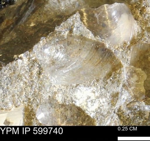 Protocardia subquadrata
