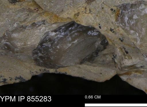 undet. Mollusca