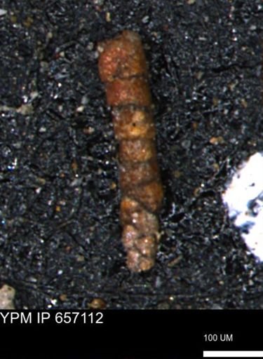 Ammobaculoides phaulus