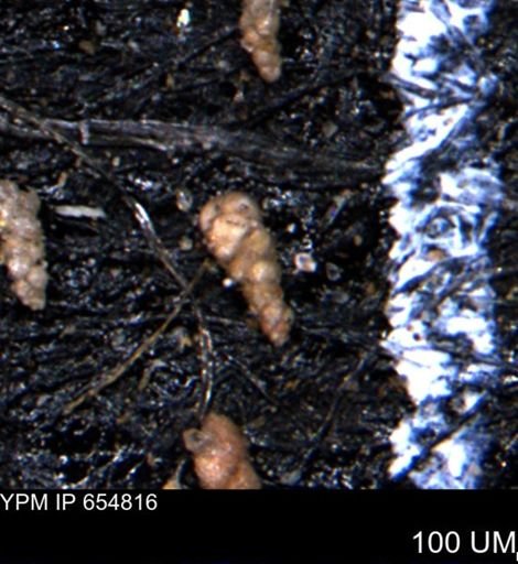 Verneuilinoides kansasensis