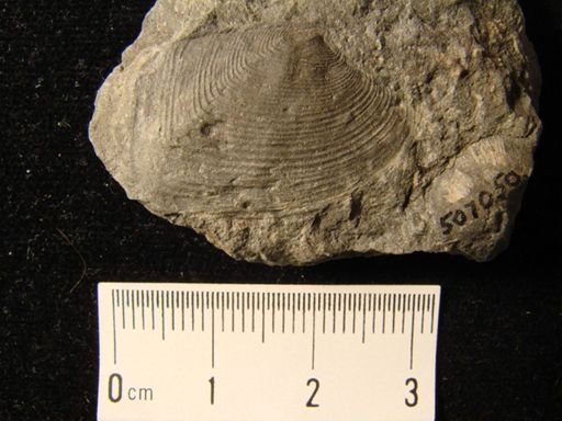Cypricardella bellastriata