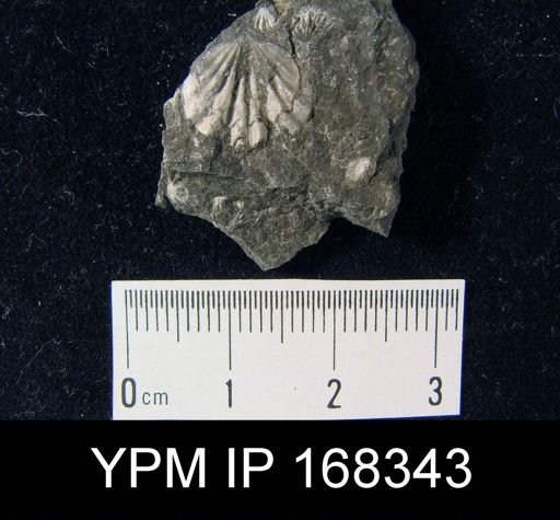 Leptocoelia sp.