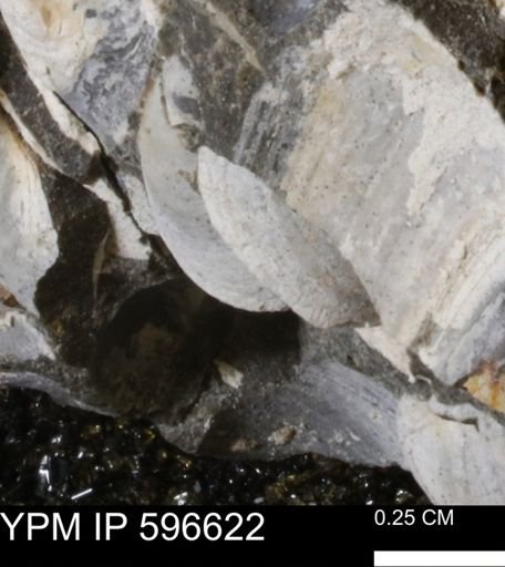 Limopsis striatopunctatus