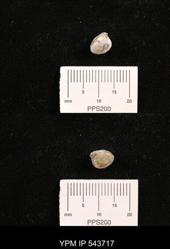 Protocardia sp.