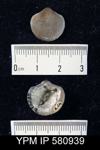 Dalmanella elegantula