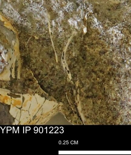 undet. Mollusca