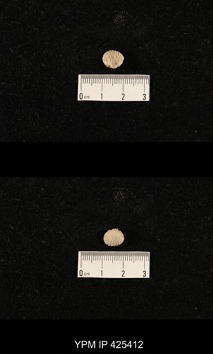 Meekella skenoides