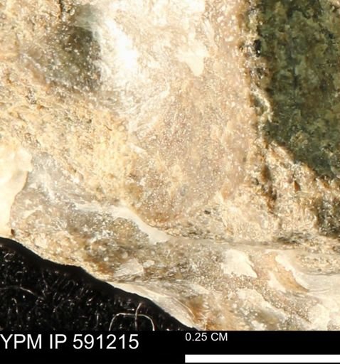 undet. Mollusca