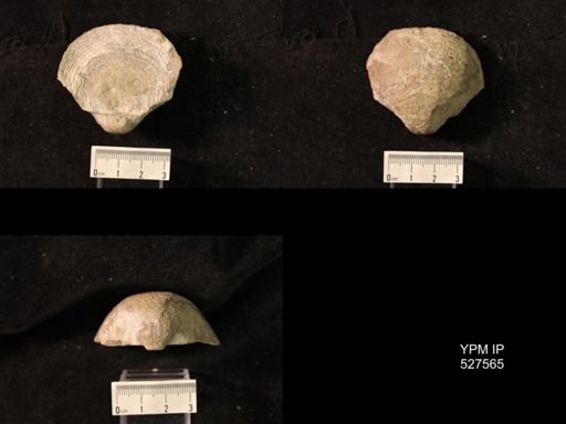 Pustula symmetrica