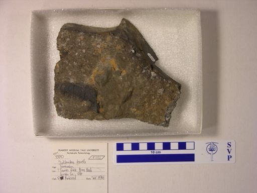 Dunkleosteus terrelli